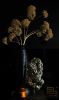 Ecri Living Collection  