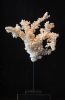 Peaces Koralen / Corals